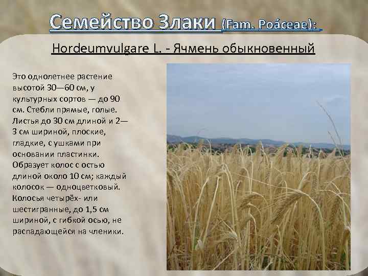  Семейство Злаки (Fam. Poáceae): Hordeumvulgare L. - Ячмень обыкновенный Это однолетнее растение высотой