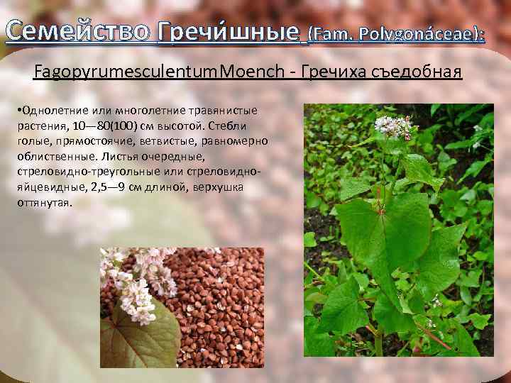 Семейство Гречи шные (Fam. Polygonáceae): Fagopyrumesculentum. Moench - Гречиха съедобная • Однолетние или многолетние