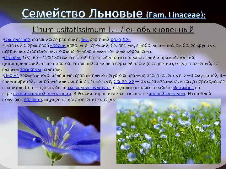 Семейство Льновые (Fam. Linaceae): Linum usitatissimum L. - Лен обыкновенный • Однолетнее травянистое растение,