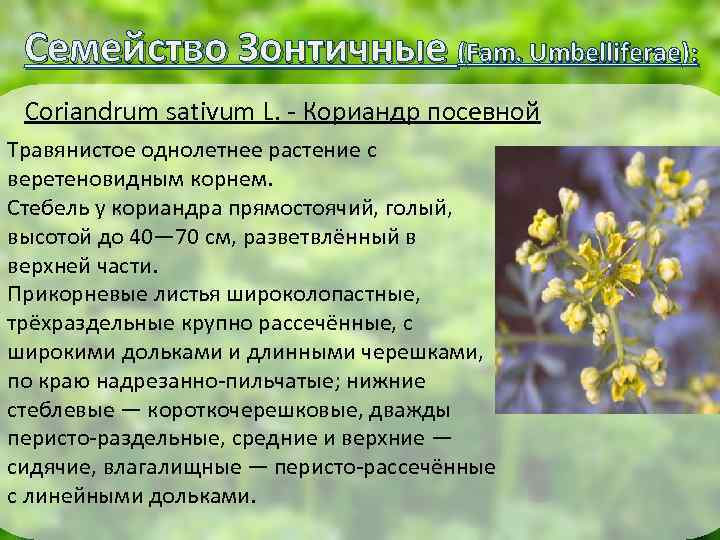 Семейство Зонтичные (Fam. Umbelliferae): Coriandrum sativum L. - Кориандр посевной Травянистое однолетнее растение с
