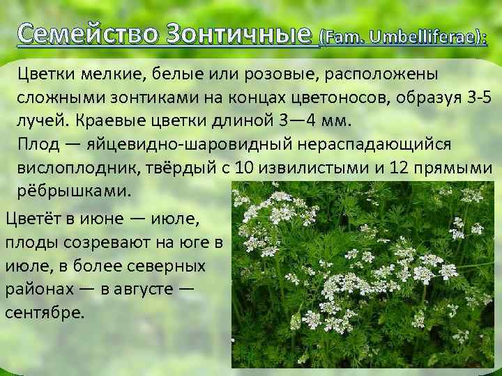 Семейство Зонтичные (Fam. Umbelliferae): Цветки мелкие, белые или розовые, расположены сложными зонтиками на концах