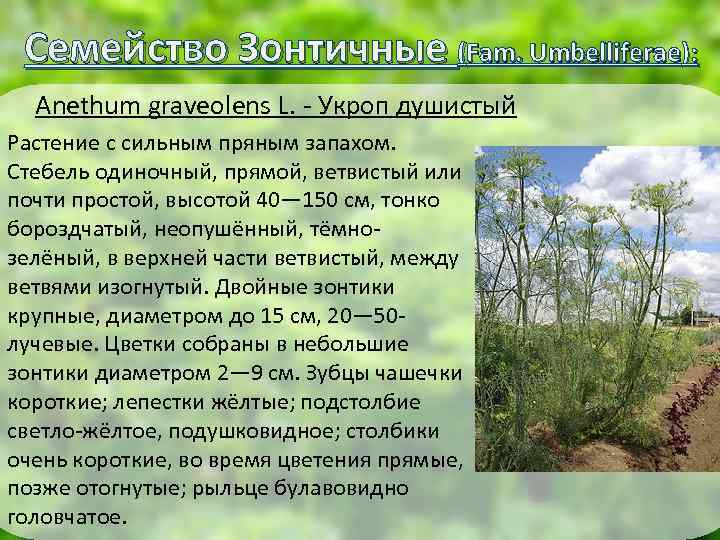 Семейство Зонтичные (Fam. Umbelliferae): Anethum graveolens L. - Укроп душистый Растение с сильным пряным
