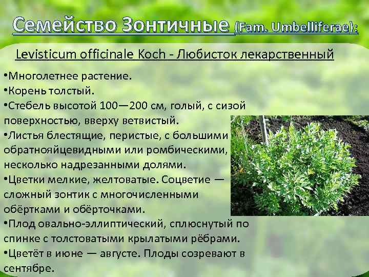 Семейство Зонтичные (Fam. Umbelliferae): Levisticum officinale Koch - Любисток лекарственный • Многолетнее растение. •