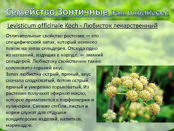 Семейство Зонтичные (Fam. Umbelliferae): Levisticum officinale Koch - Любисток лекарственный Отличительные свойство растения —