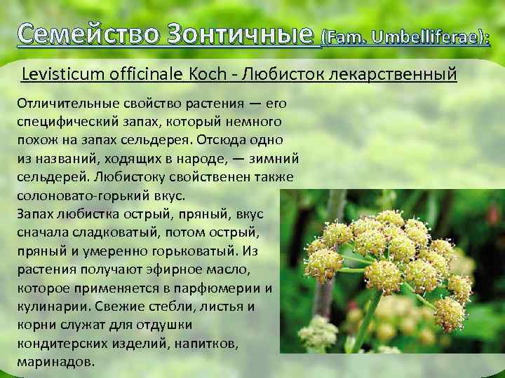 Levisticum officinalis польза и вред