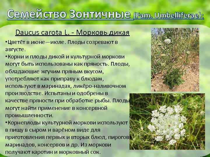 Семейство Зонтичные (Fam. Umbelliferae): Daucus carota L. - Морковь дикая • Цветёт в июне—июле.