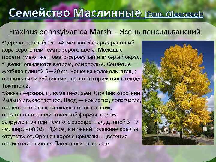 Семейство Маслинные (Fam. Oleaceae): Fraxinus pennsylvanica Marsh. - Ясень пенсильванский • Дерево высотой 16—