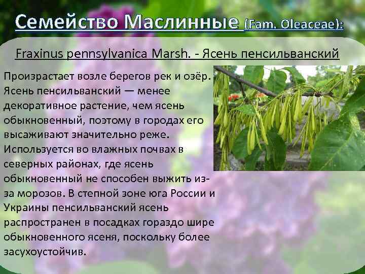 Семейство Маслинные (Fam. Oleaceae): Fraxinus pennsylvanica Marsh. - Ясень пенсильванский Произрастает возле берегов рек