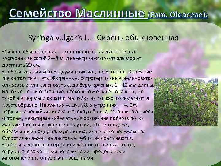 Семейство Маслинные (Fam. Oleaceae): Syringa vulgaris L. - Сирень обыкновенная • Сирень обыкновенная —