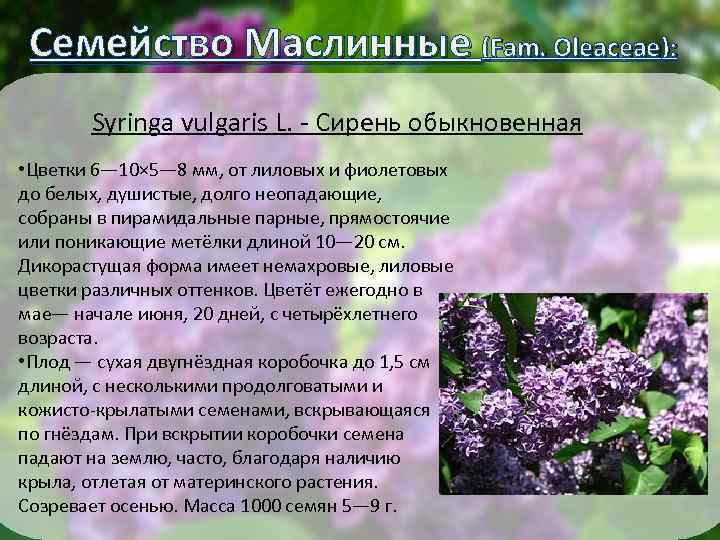 Семейство Маслинные (Fam. Oleaceae): Syringa vulgaris L. - Сирень обыкновенная • Цветки 6— 10×