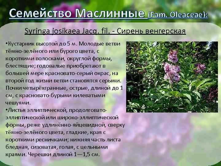 Семейство Маслинные (Fam. Oleaceae): Syringa josikaea Jacq. fil. - Сирень венгерская • Кустарник высотой