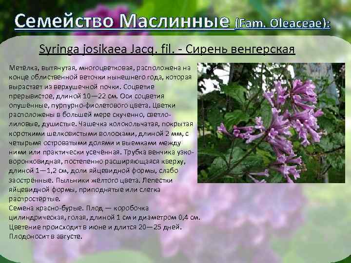 Семейство Маслинные (Fam. Oleaceae): Syringa josikaea Jacq. fil. - Сирень венгерская Метёлка, вытянутая, многоцветковая,