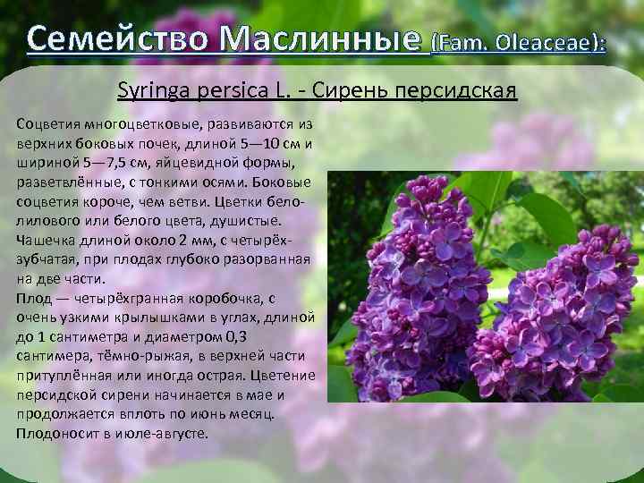 Семейство Маслинные (Fam. Oleaceae): Syringa persica L. - Сирень персидская Соцветия многоцветковые, развиваются из