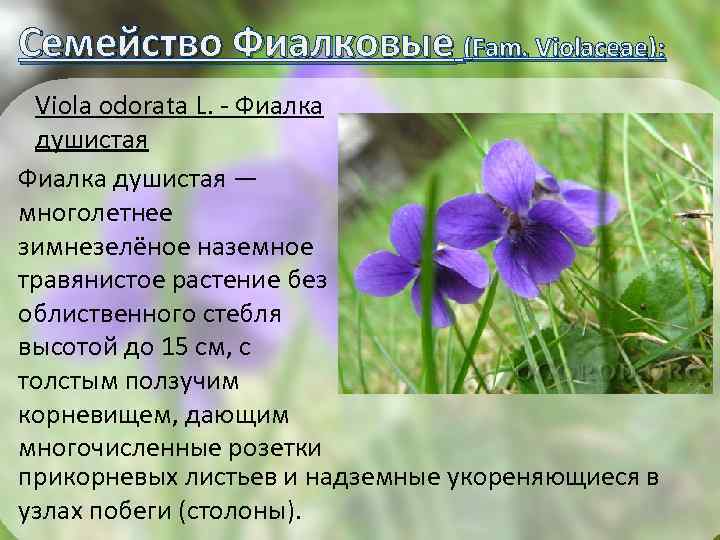 Семейство Фиалковые (Fam. Violaceae): Viola odorata L. - Фиалка душистая — многолетнее зимнезелёное наземное