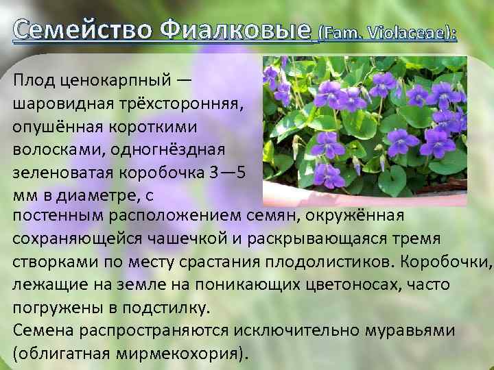 Семейство Фиалковые (Fam. Violaceae): Плод ценокарпный — шаровидная трёхсторонняя, опушённая короткими волосками, одногнёздная зеленоватая