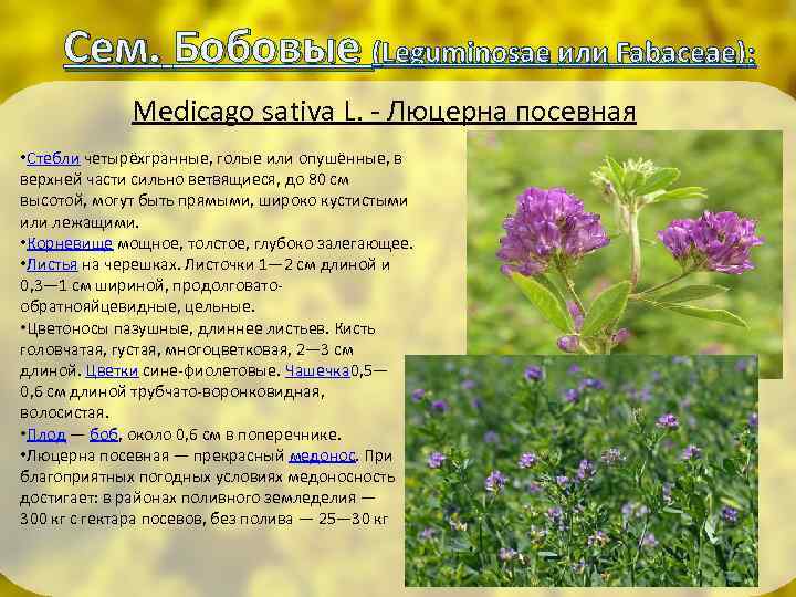 Сем. Бобовые (Leguminosae или Fabaceae): Medicago sativa L. - Люцерна посевная • Стебли четырёхгранные,