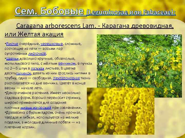 Сем. Бобовые (Leguminosae или Fabaceae): Caragana arborescens Lam. - Карагана древовидная, или Желтая акация