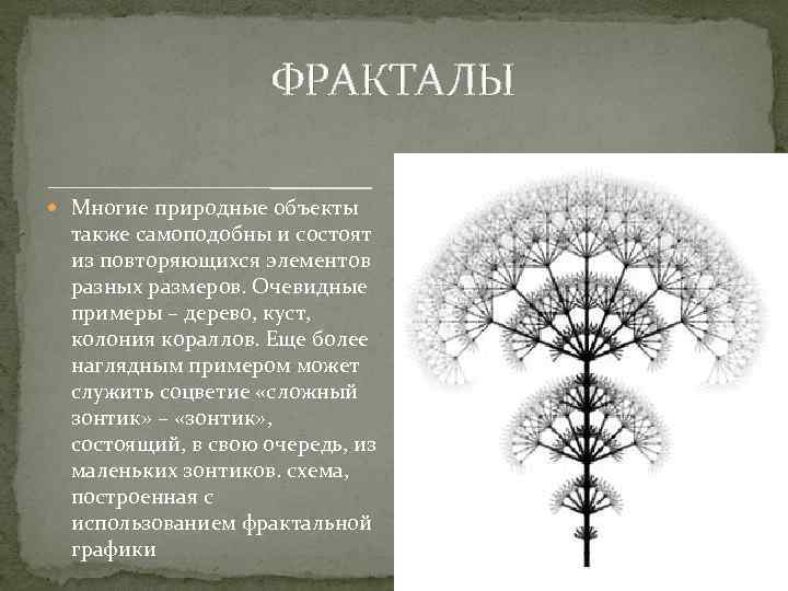 ФРАКТАЛЫ Многие природные объекты также самоподобны и состоят из повторяющихся элементов разных размеров. Очевидные