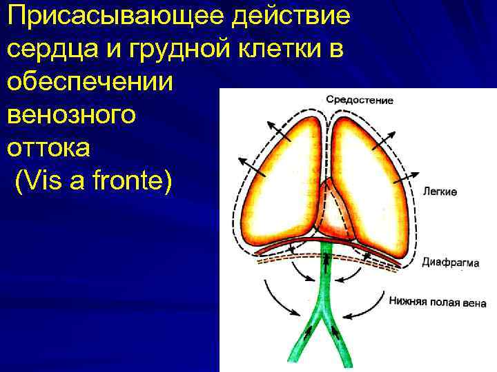 Присасывающее действие сердца и грудной клетки в обеспечении венозного оттока (Vis a fronte) 