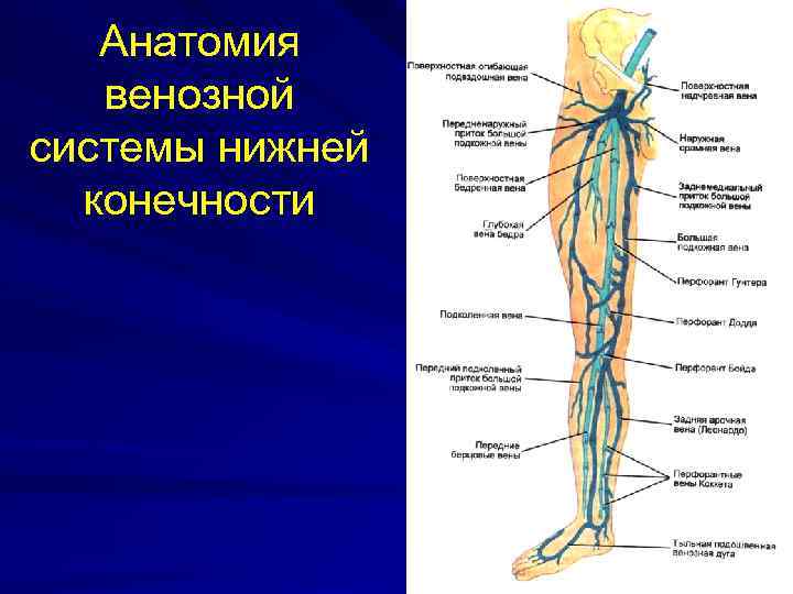 Анатомия венозной системы нижней конечности 
