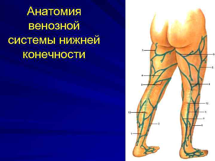 Анатомия венозной системы нижней конечности 