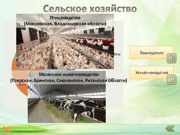 Птицеводство (Московская, Владимирская области) посевные площади, в % 5% зерновые 5% кормовые травы 10%