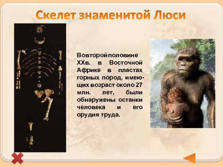 Во второй половине ХХв. в Восточной Африке в пластах горных пород, имеющих возраст около