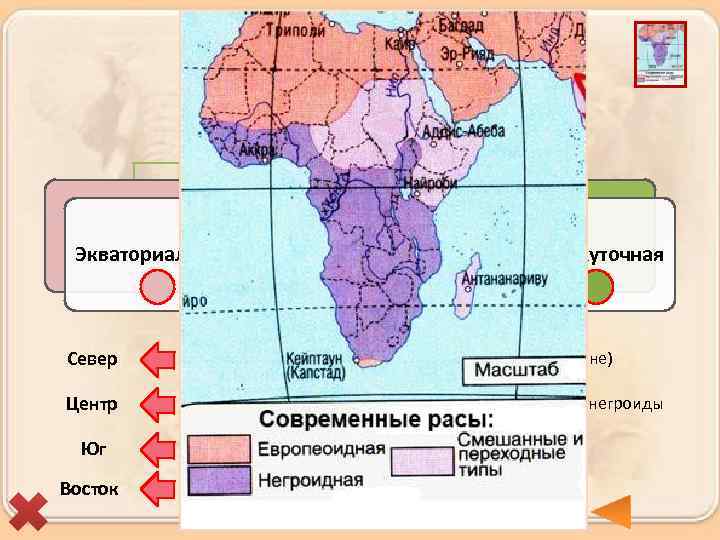 Расы Экваториальная Европеоидная Промежуточная Север Берберы и арабы (туареги, алжирцы, египтяне) Центр Нилоты, пигмеи,