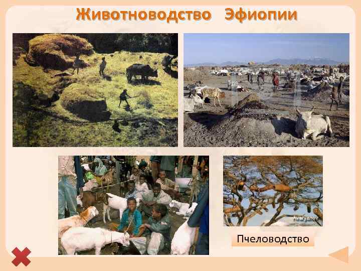 Животноводство Эфиопии Пчеловодство 