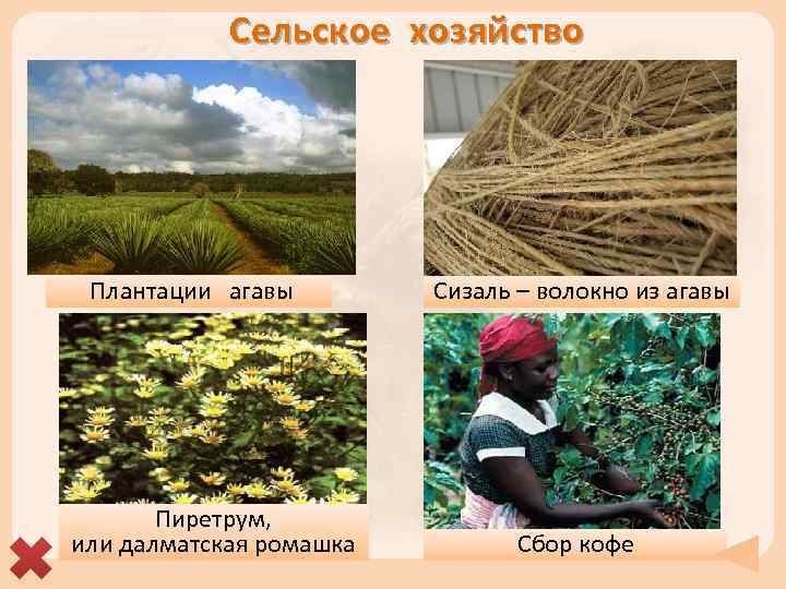 Сельское хозяйство Плантации агавы Пиретрум, или далматская ромашка Сизаль – волокно из агавы Сбор