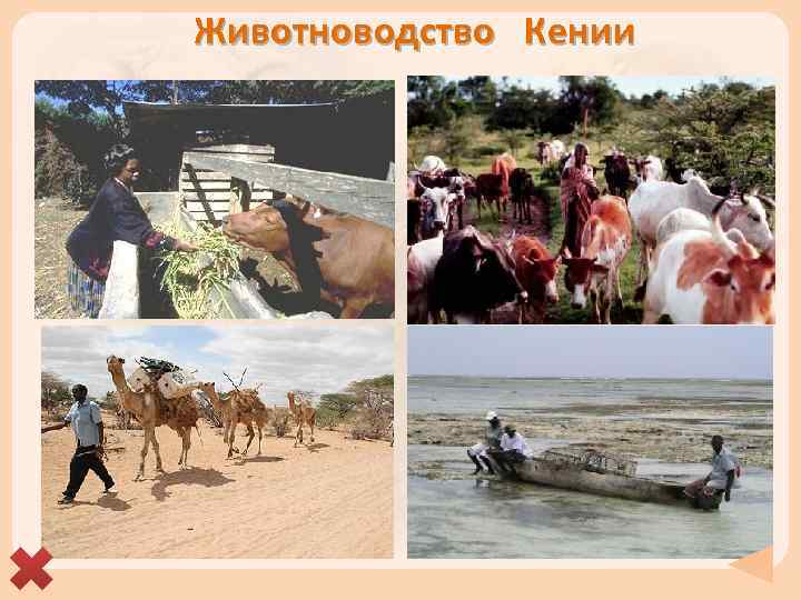 Животноводство Кении 