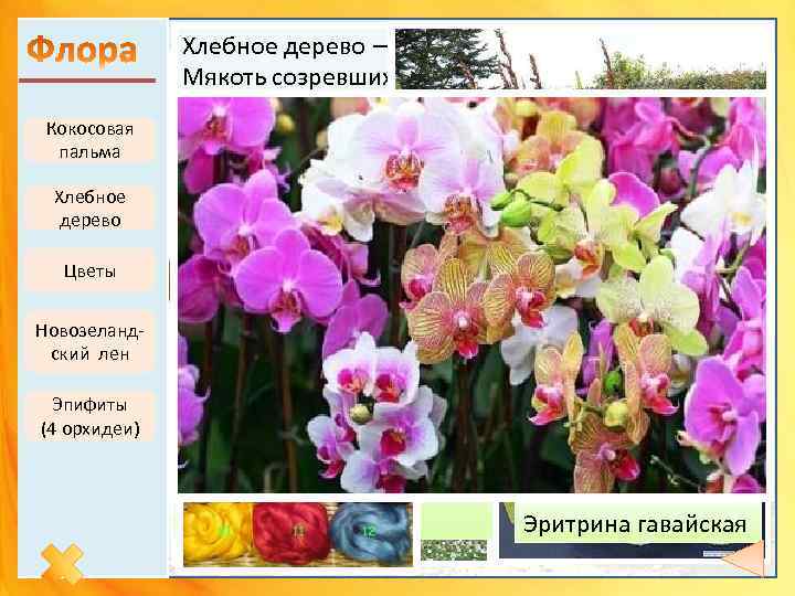 Кокосовая пальма Хлебное дерево Цветы Новозеландский лен Эпифиты (4 орхидеи) Хлебное дерево — важный