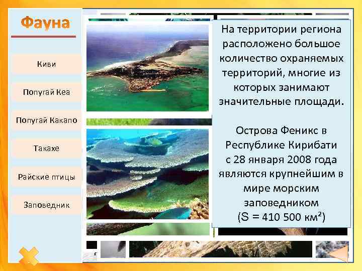 Киви Попугай Кеа Попугай Какапо Такахе Райские птицы Заповедник Наибольшим разнообразием отличаются Новая На