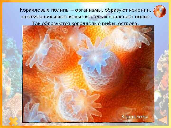Коралловые полипы – организмы, образуют колонии, на отмерших известковых кораллах нарастают новые. Так образуются