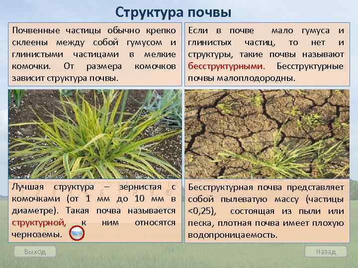 Структура почвы Почвенные частицы обычно крепко склеены между собой гумусом и глинистыми частицами в