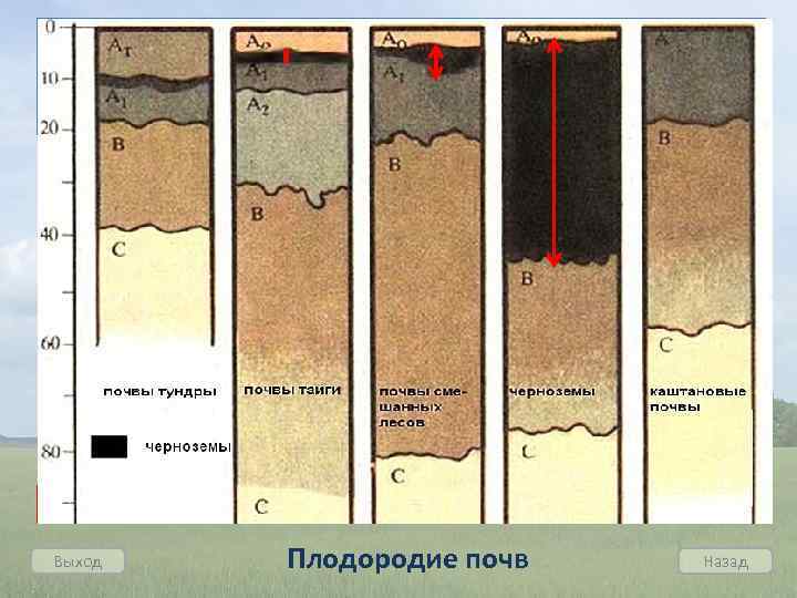 1. Важнейшим свойством почвы является ее плодородие, т. е. способность обеспечивать рост и развитие