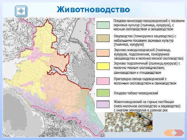 Животноводство Важнейший в России район тонкорунного и Район высокотоварного животноводства. Молоч но мясное Видное