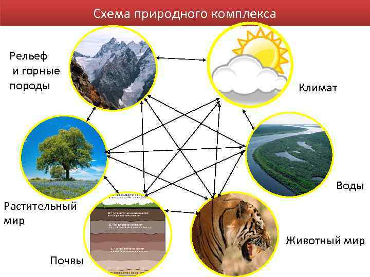 Схема природного комплекса Рельеф и горные породы Климат Воды Растительный мир Животный мир Почвы