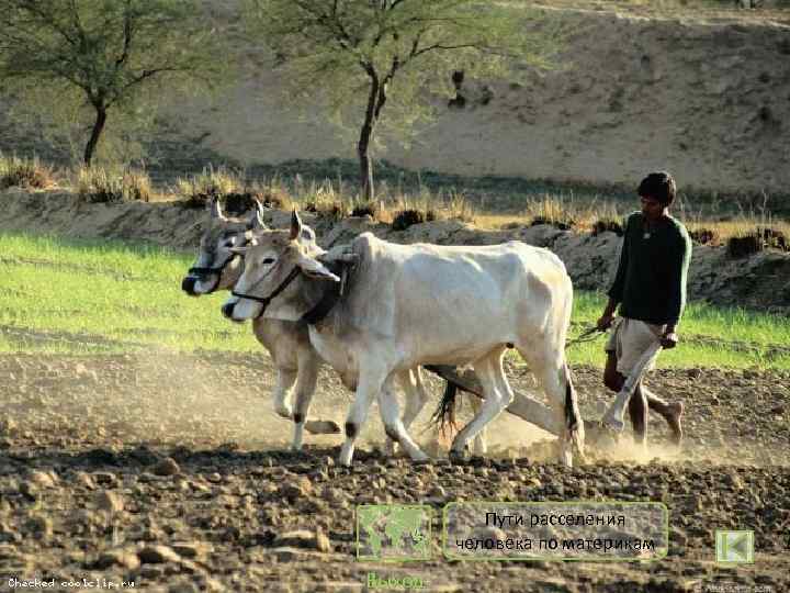 Размещение людей на Земле Это давало им Люди издавна селились на Следовательно, наиболее Размещение