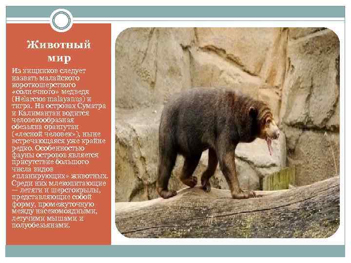 Животный мир Из хищников следует назвать малайского короткошерстного «солнечного» медведя (Helarctos malayanus) и тигра.