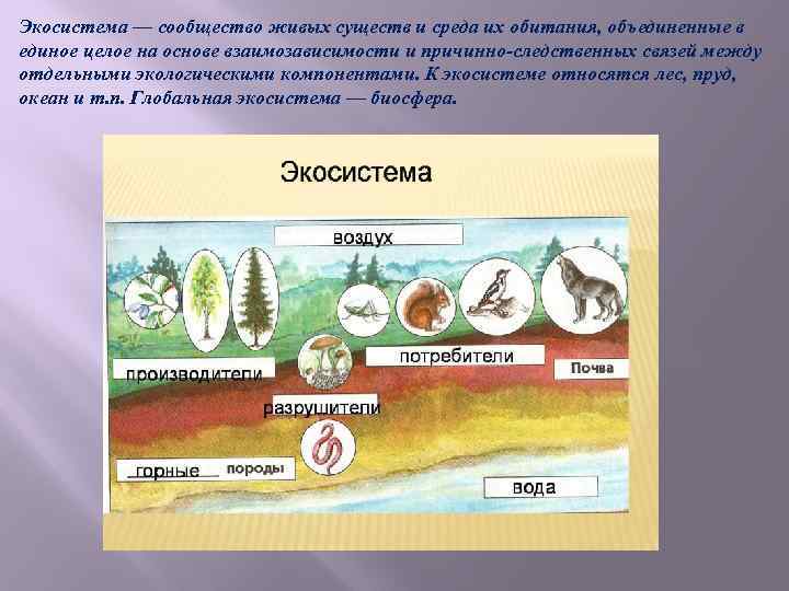 Презентация на тему сообщества 9 класс биология