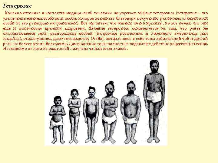 Гетерозис Конечно евгеника в контексте медицинской генетики не упускает эффект гетерозиса (гетерозис – это