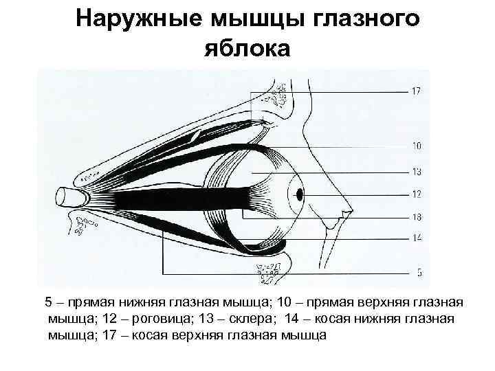 Наружные мышцы глазного яблока 5 – прямая нижняя глазная мышца; 10 – прямая верхняя