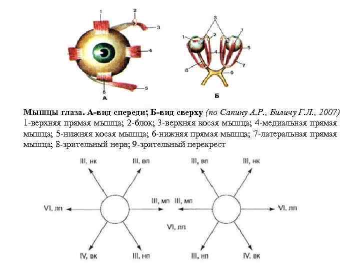Мышцы глаза. А-вид спереди; Б-вид сверху (по Сапину А. Р. , Биличу Г. Л.