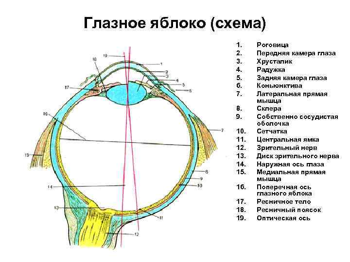 Глазное яблоко (схема) 1. 2. 3. 4. 5. 6. 7. 8. 9. 10. 11.