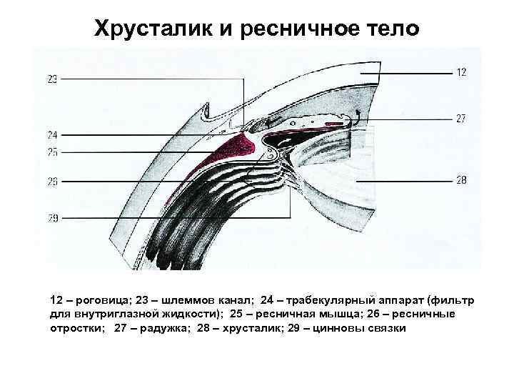 Хрусталик и ресничное тело 12 – роговица; 23 – шлеммов канал; 24 – трабекулярный