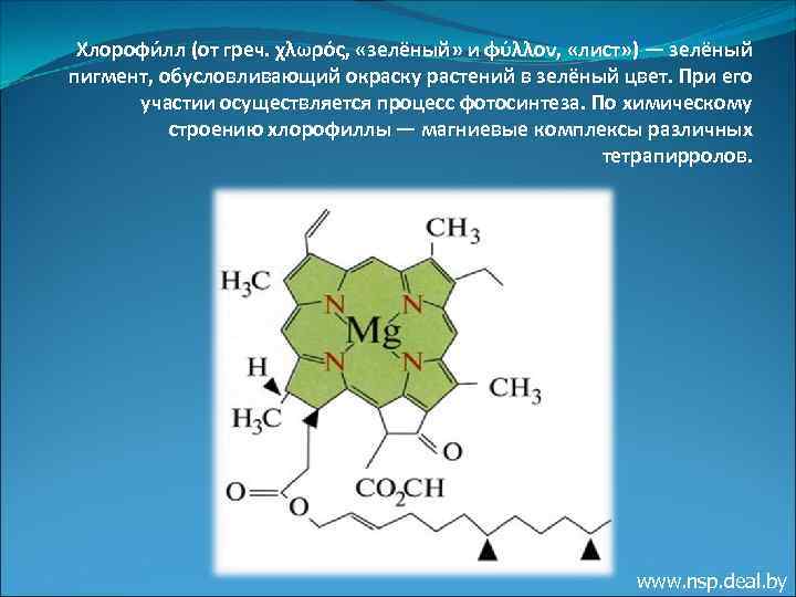 Хлорофи лл (от греч. χλωρός, «зелёный» и φύλλον, «лист» ) — зелёный пигмент, обусловливающий