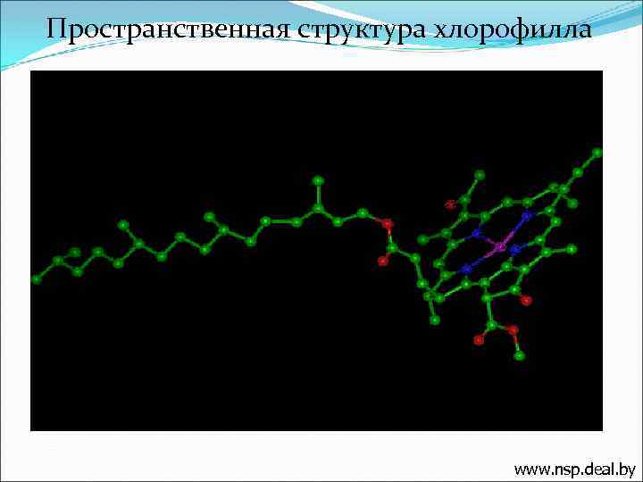 Пространственная структура хлорофилла www. nsp. deal. by 