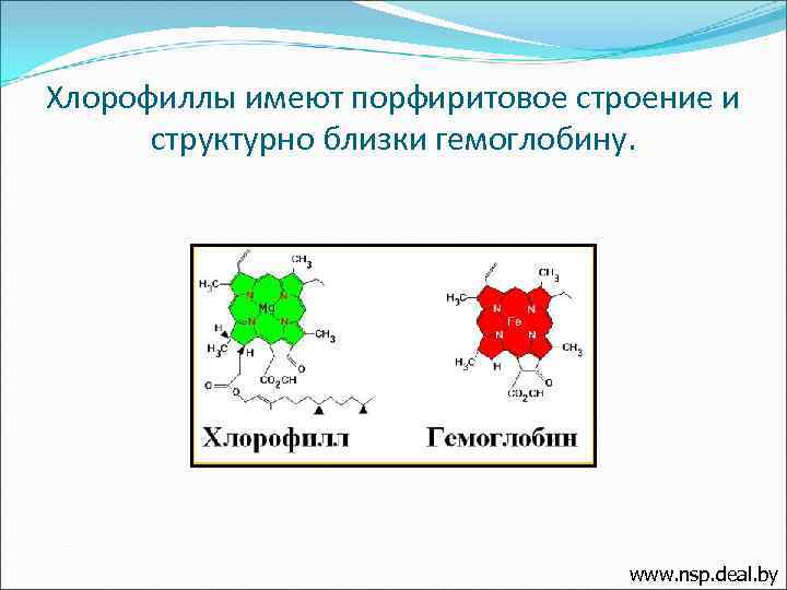 Хлорофиллы имеют порфиритовое строение и структурно близки гемоглобину. www. nsp. deal. by 