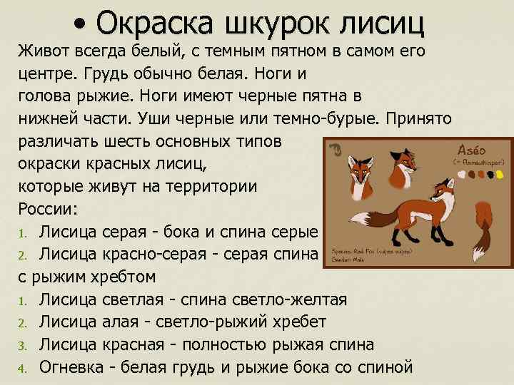  • Окраска шкурок лисиц Живот всегда белый, с темным пятном в самом его
